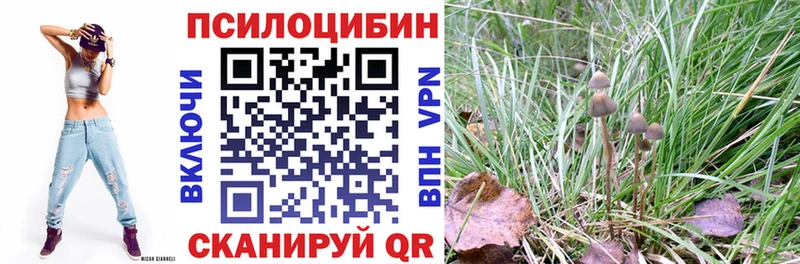 дарнет шоп Зеленокумск omg tor Псилоцибиновые грибы GOLDEN TEACHER